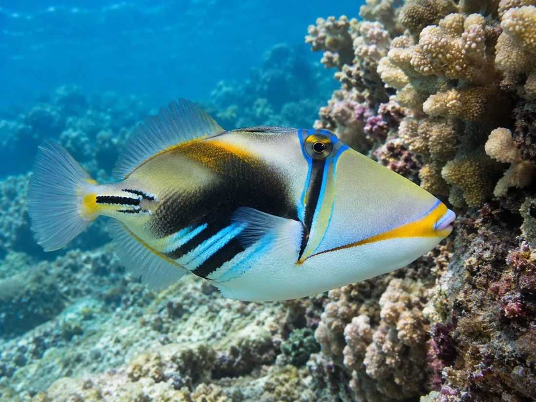 Ein Drückerfisch mit blauen und gelben Mustern in der Nähe eines Korallenkopfs