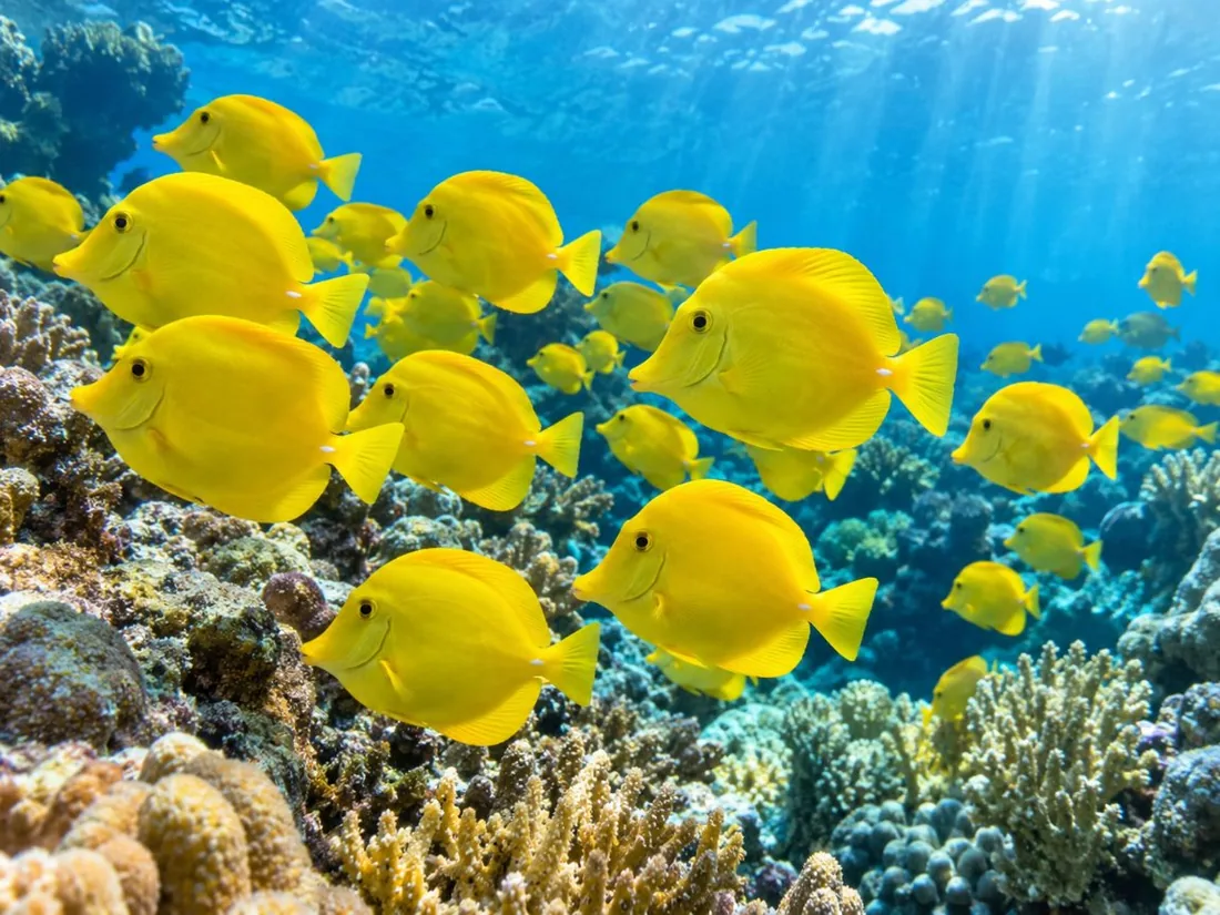 Eine Schule leuchtend gelber Doktorfische, die über Korallen in klarem, blauem Wasser gleiten