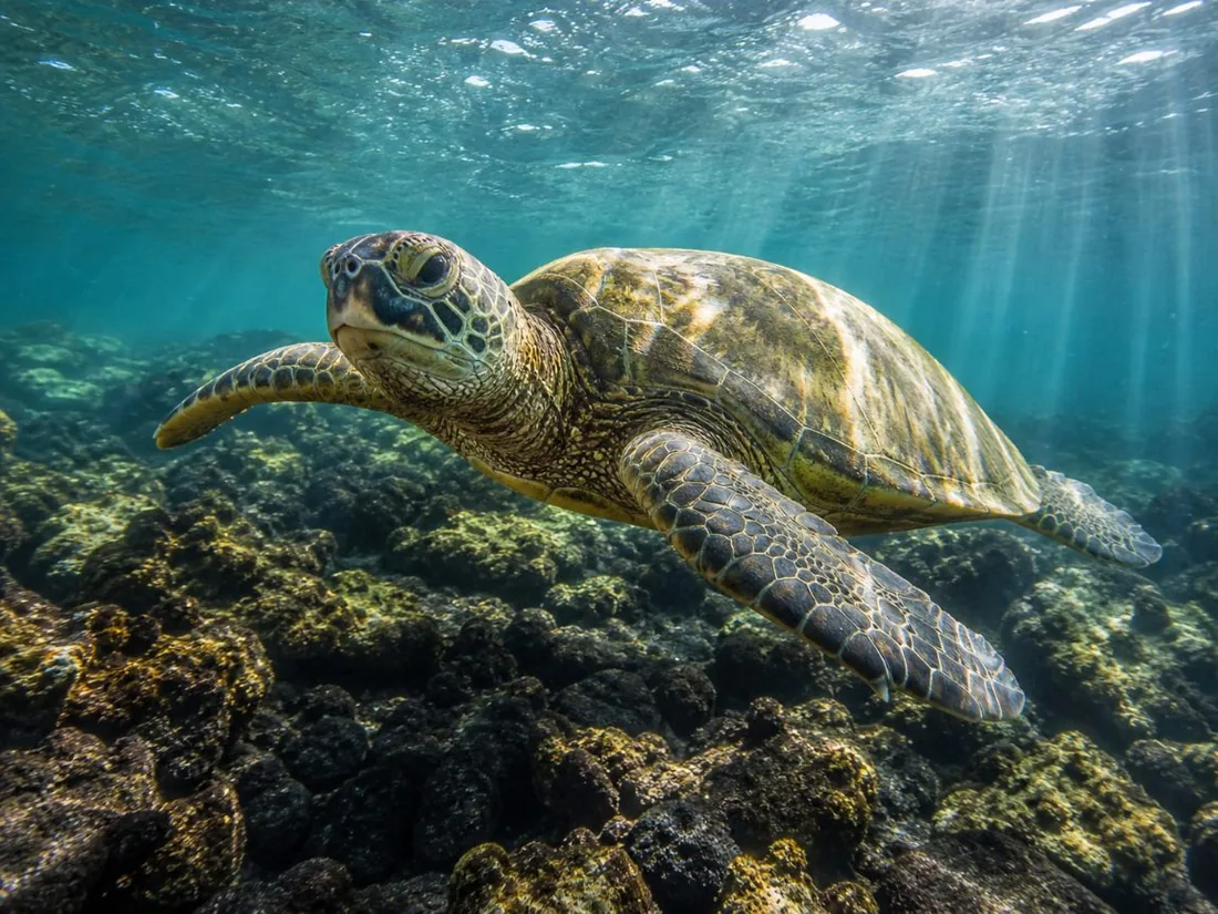 Una tortuga marina verde deslizándose sobre rocas volcánicas oscuras en aguas poco profundas