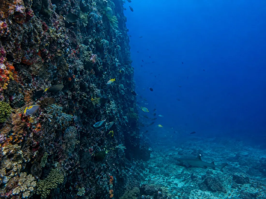 Eine unterwasserische vulkanische Wand, die in tiefes, blaues Wasser abfällt, mit Fischen an ihrer Fläche