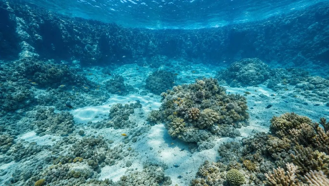Arena iluminada por el sol y cabezas de coral en el fondo de una bahía protegida, vistas a través de aguas muy claras con peces encima